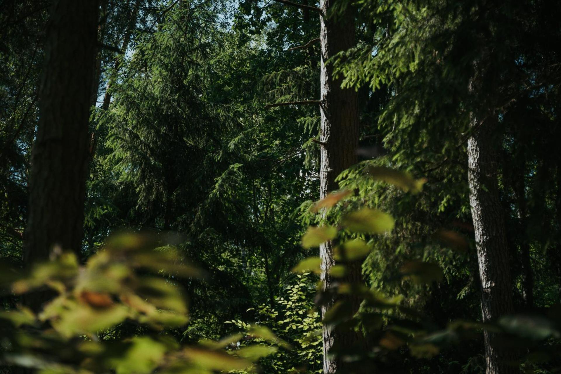 Forest Cabin - 50Min Od Warszawy Wola Polska Eksteriør bilde